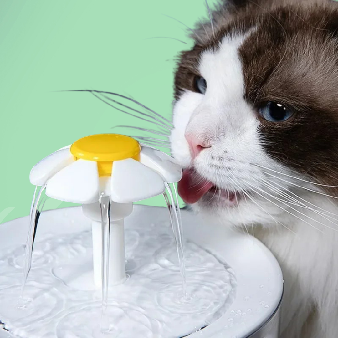 Fontaine À Eau Pour Chat — Hydratation Continue Et Eau Toujours Fraîche