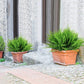 Bouquet di Felci Artificiali – Effetto Naturale e Durevole 