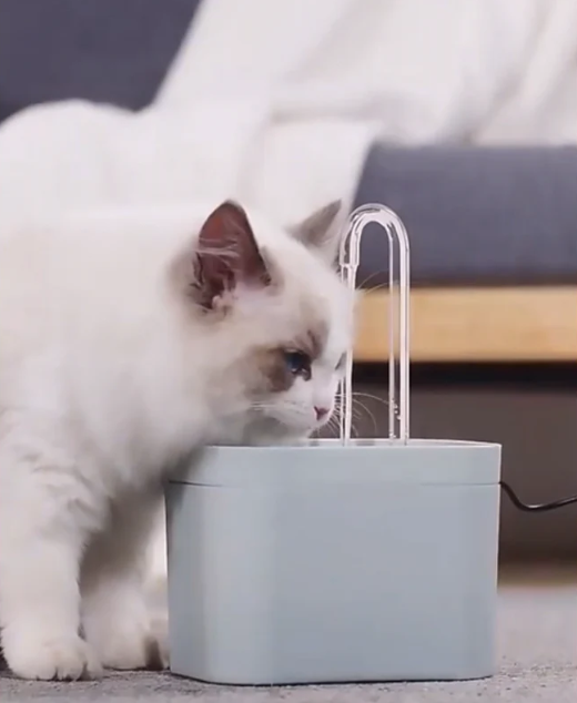 Pet Water Fountain – Continuous Circulation and Effective Filtration 